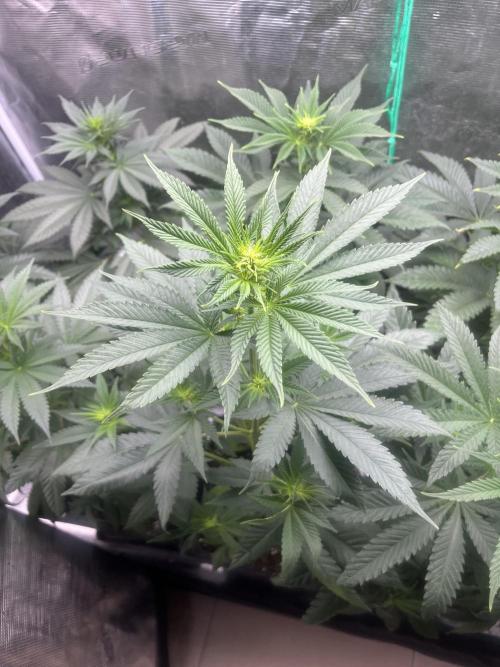 Mental Rainbow fast. Sweetseeds. Week 7