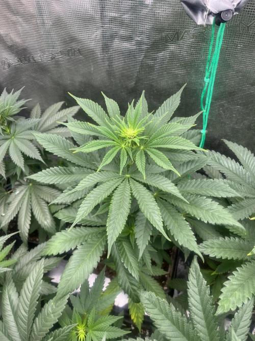 Mental Rainbow fast. Sweetseeds. Week 7