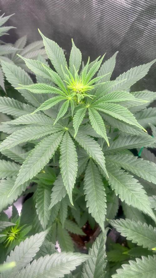 Mental Rainbow fast. Sweetseeds