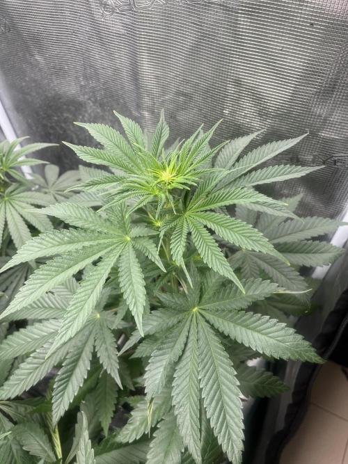 Purple Lemonade FF. Fastbuds. Week 7