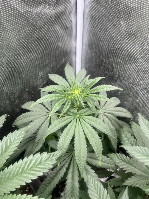 Purple Lemonade FF. Fastbuds. Week 7