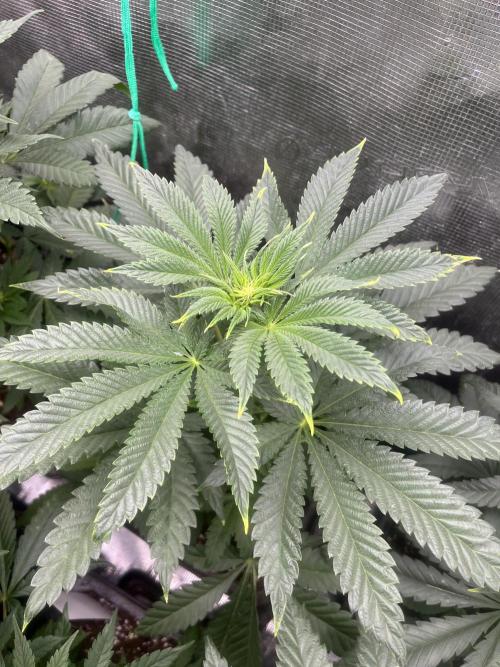 Purple Lemonade FF. Fastbuds. Week 7
