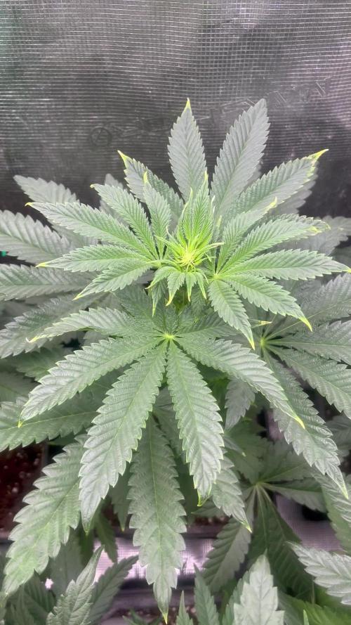 Purple Lemonade FF. Fastbuds