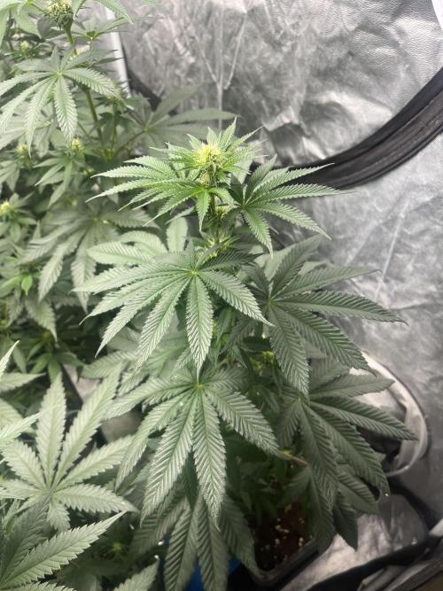 F.U.H. Seedstockers. Week 8