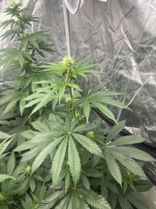 F.U.H. Seedstockers. Week 8