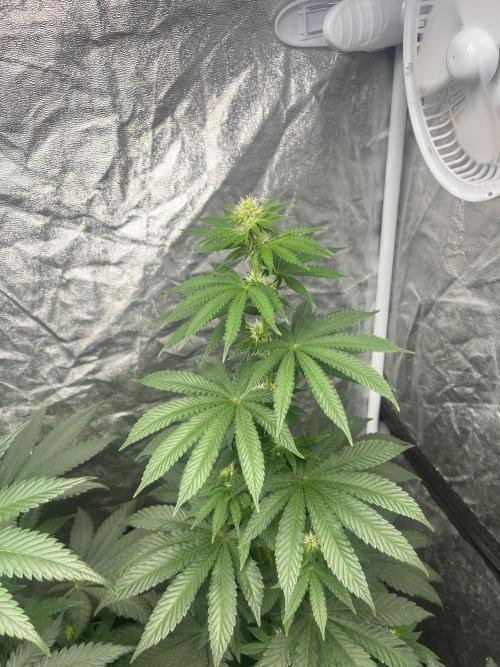 F.U.H. Seedstockers. Week 8