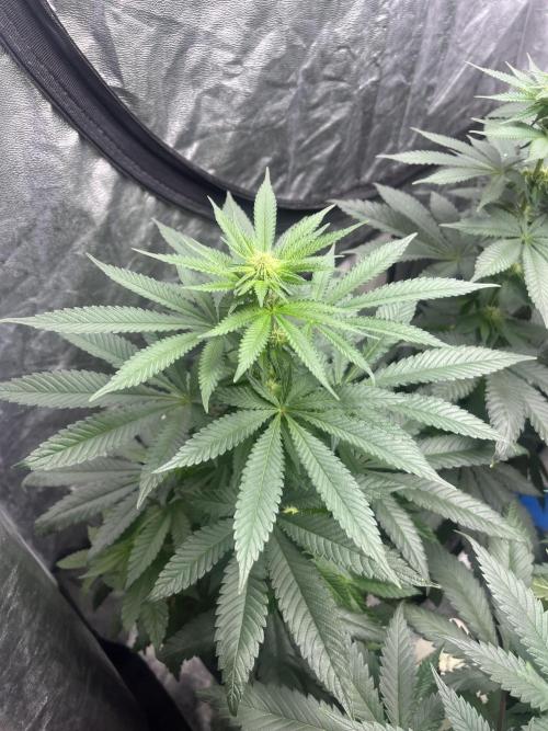 Mandarine Panties. Seedstockers. Week 8
