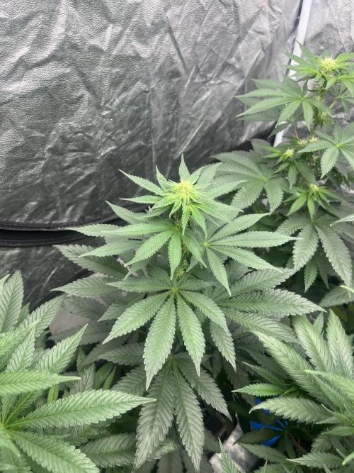 Mandarine Panties. Seedstockers. Week 8