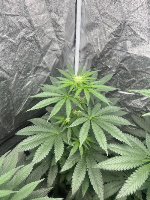 Mandarine Panties. Seedstockers. Week 8