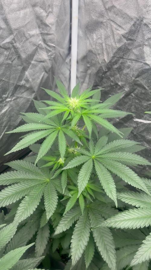 Mandarine Panties. Seedstockers