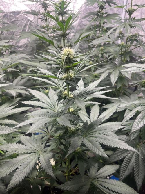 Forbidden Mochi. Seedstockers. Week 8