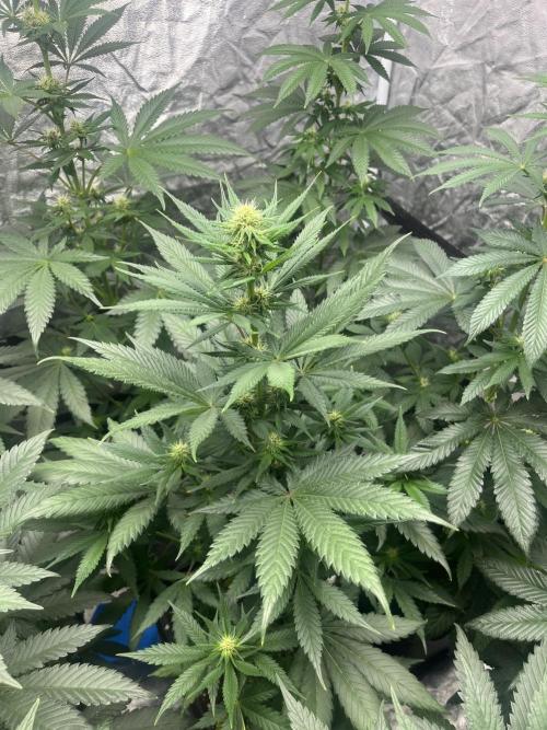 Forbidden Mochi. Seedstockers. Week 8