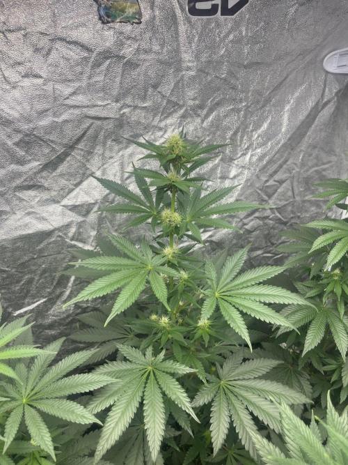 Forbidden Mochi. Seedstockers. Week 8