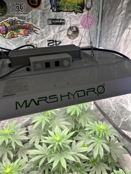 Forbidden Mochi. Seedstockers. Week 8