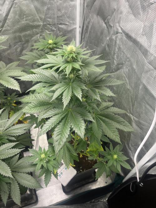 Monster Maker. Sweetseeds. Week 8
