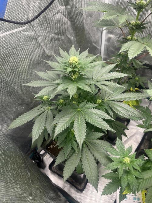 Monster Maker. Sweetseeds. Week 8
