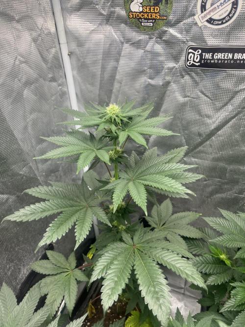 Monster Maker. Sweetseeds. Week 8
