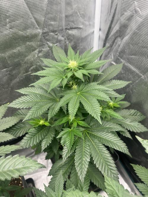 Monster Maker. Sweetseeds. Week 8