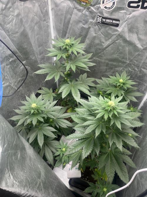 Monster Maker. Sweetseeds. Week 8