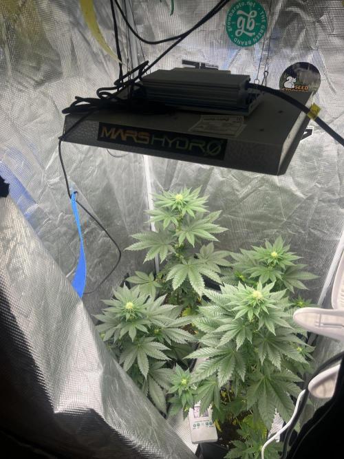 Monster Maker. Sweetseeds. Week 8
