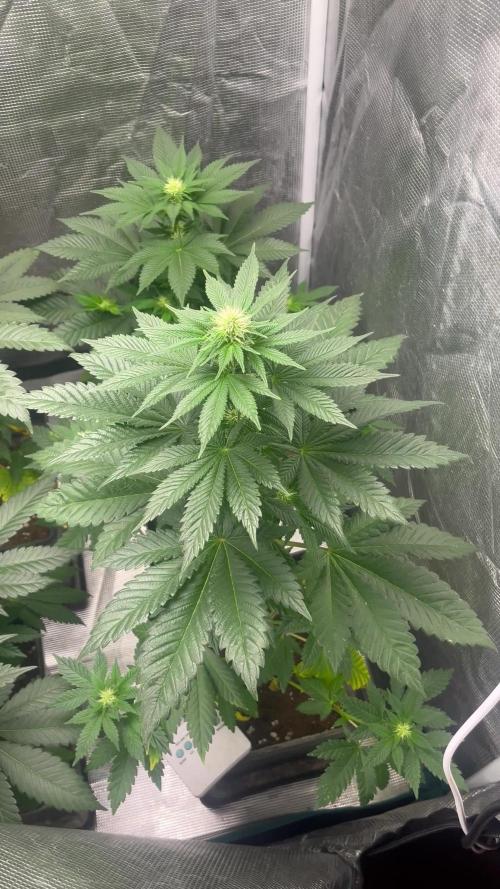 Monster Maker. Sweetseeds