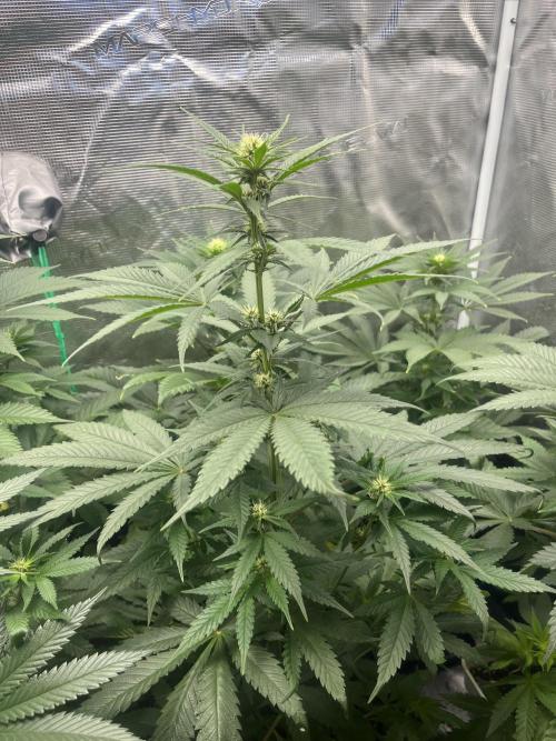 Gorilla Girl F1. Sweetseeds. Week 8