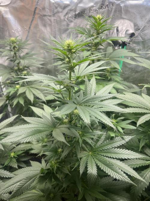 Gorilla Girl F1. Sweetseeds. Week 8