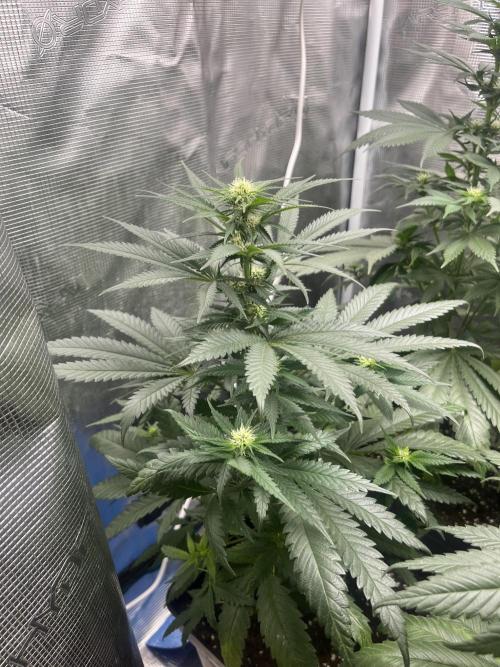 Gorilla Girl F1. Sweetseeds. Week 8