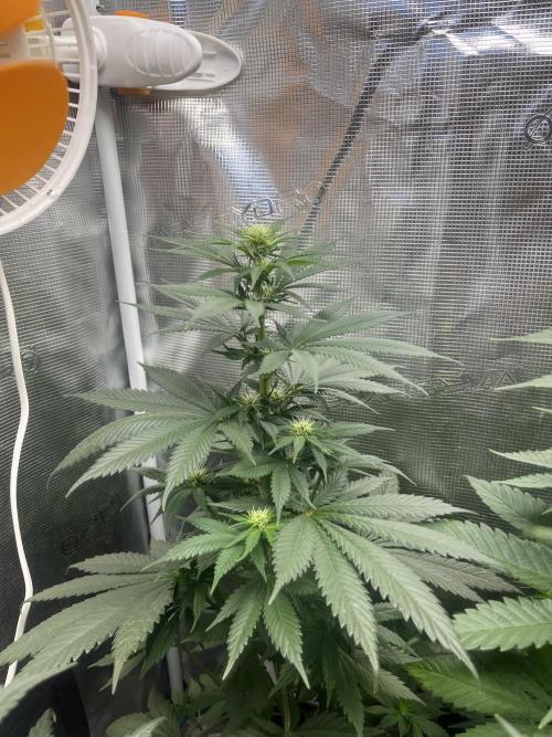 Gorilla Girl F1. Sweetseeds. Week 8