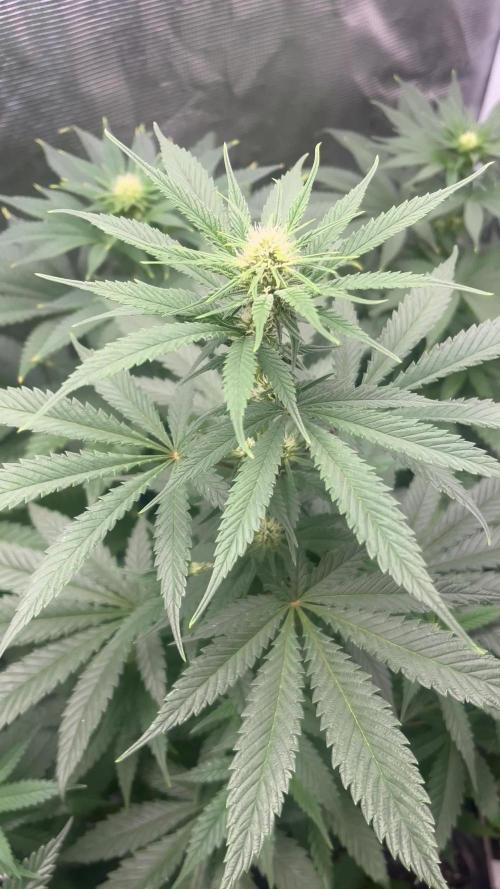 Gorilla Girl F1. Sweetseeds