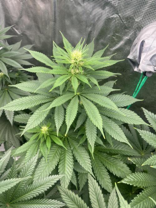 Mental Rainbow fast. Sweetseeds. Week 8
