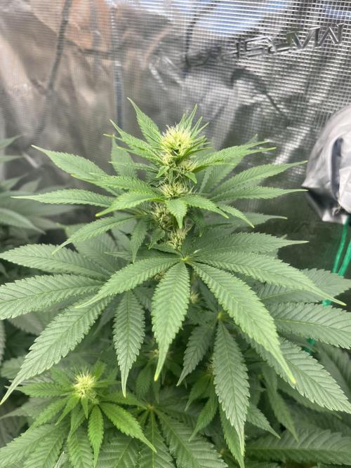 Mental Rainbow fast. Sweetseeds. Week 8
