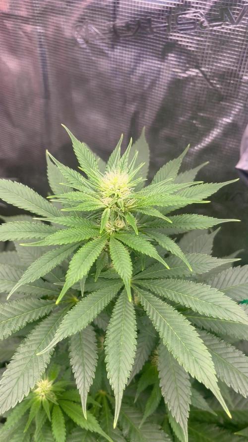 Mental Rainbow fast. Sweetseeds