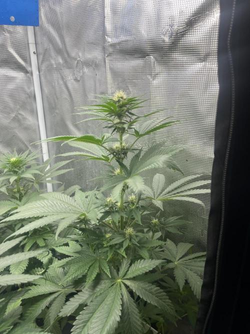 Purple Lemonade FF. Fastbuds. Week 8