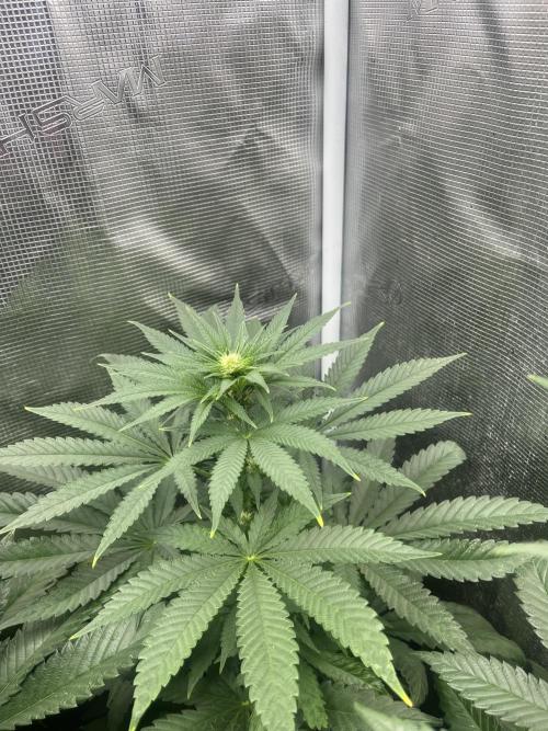 Purple Lemonade FF. Fastbuds. Week 8