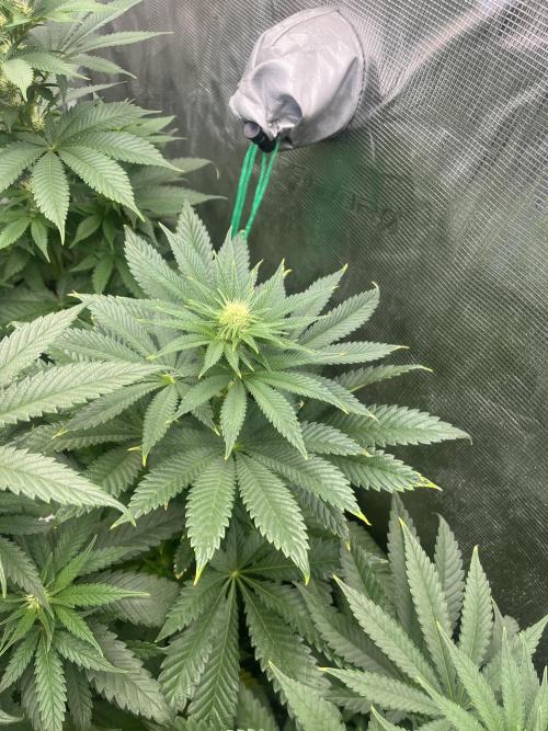 Purple Lemonade FF. Fastbuds. Week 8