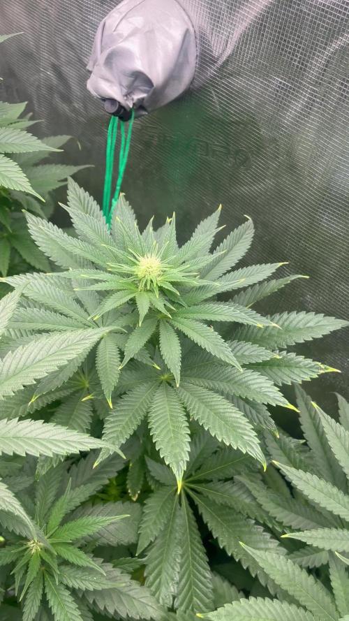 Purple Lemonade FF. Fastbuds