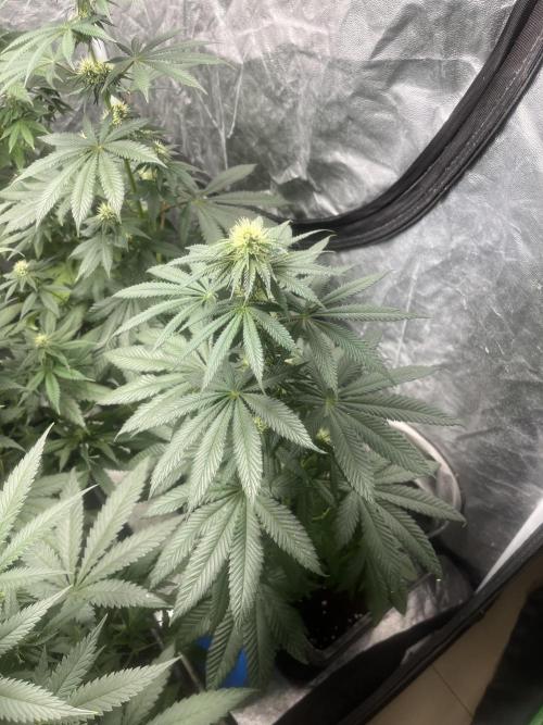 F.U.H. Seedstockers. Week 9