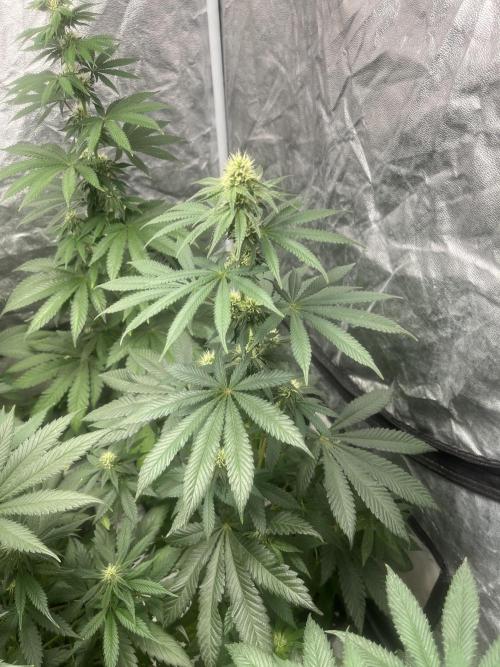 F.U.H. Seedstockers. Week 9