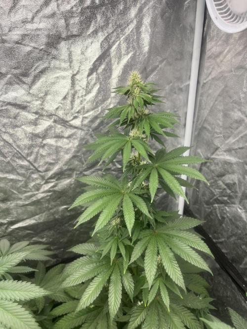 F.U.H. Seedstockers. Week 9