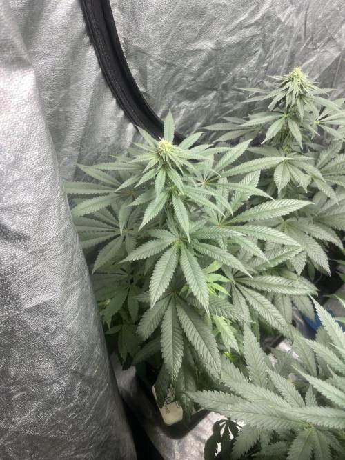 Mandarine Panties. Seedstockers. Week 9