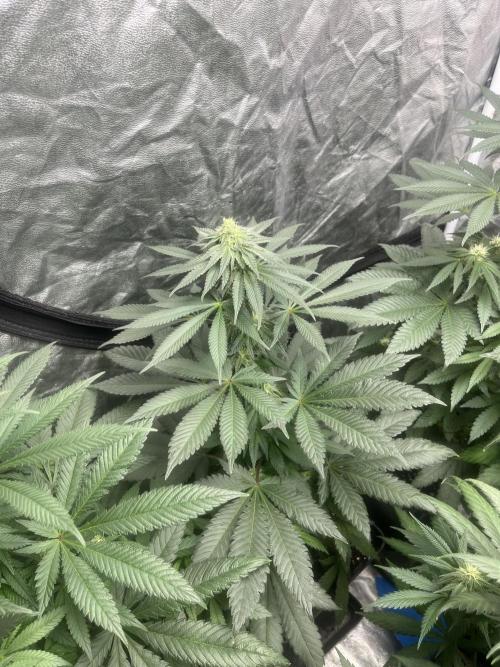 Mandarine Panties. Seedstockers. Week 9