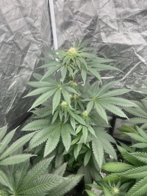 Mandarine Panties. Seedstockers. Week 9