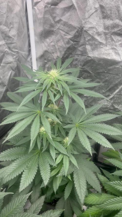 Mandarine Panties. Seedstockers