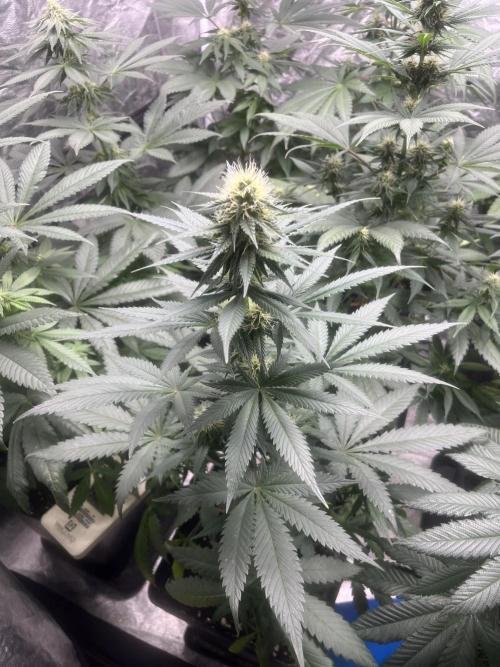 Forbidden Mochi. Seedstockers. Week 9
