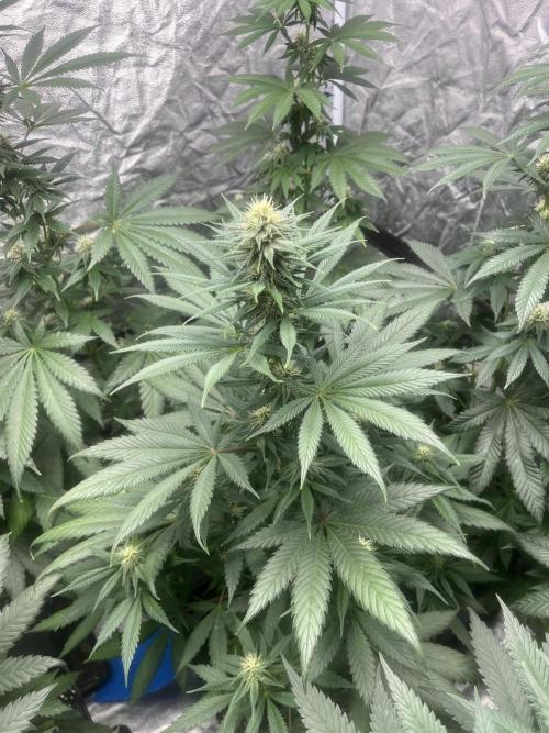 Forbidden Mochi. Seedstockers. Week 9