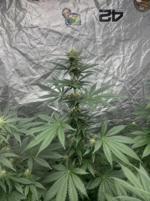 Forbidden Mochi. Seedstockers. Week 9