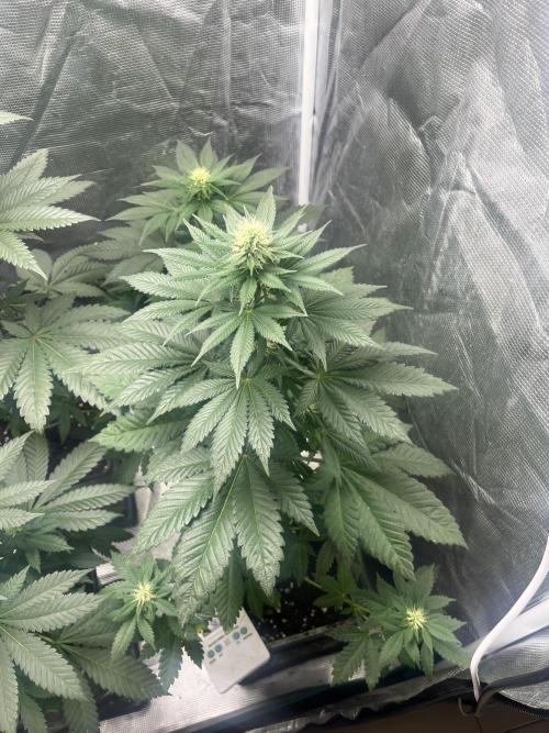 Monster Maker. Sweetseeds. Week 9