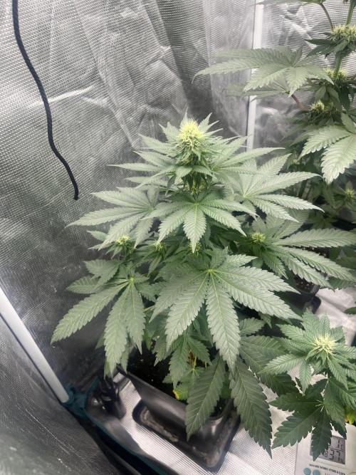 Monster Maker. Sweetseeds. Week 9