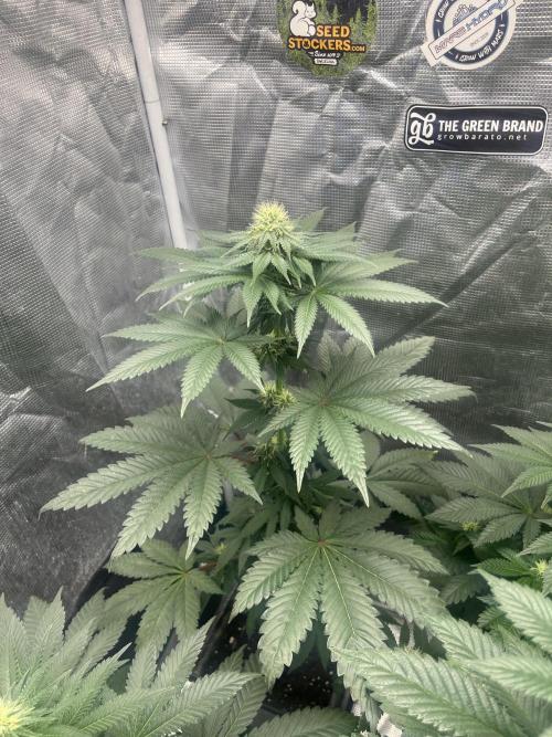 Monster Maker. Sweetseeds. Week 9
